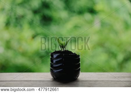 Plastic Bags And Plastic Bottles Reused As Containers For Growing Plants. Green Tree On Plastic Bott
