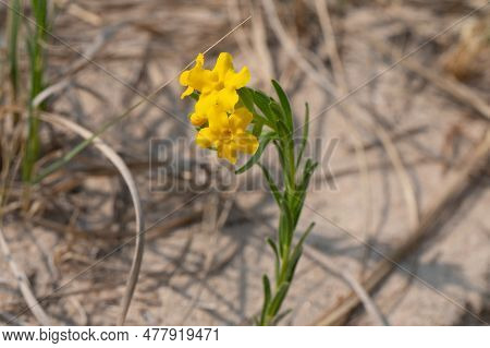 Hoary Puccoon Lithospermum Canescens Growing On A Beach And Sand