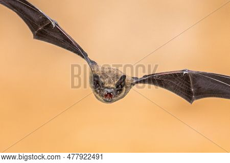 Flying Pipistrelle Bat (pipistrellus Pipistrellus) Action Shot Of Hunting Animal On Brown Background