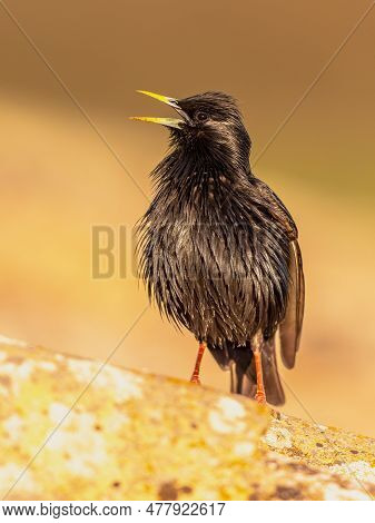 Spotless Starling (sturnus Unicolor) Is Confined To The Iberian Peninsula.  Bird Singing On Rooftop 