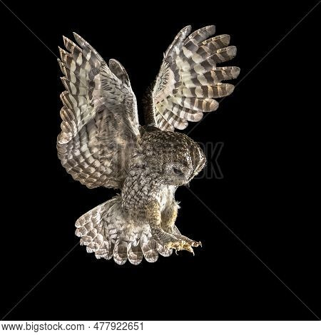 Tawny Owl (strix Aluco) Flying In Darkness. This Predator Bird Is On The Lookout And Hunting For Mic