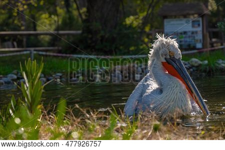 Divjake-karavasta National Park In Albania. Domesticated Wild Pelican Johny
