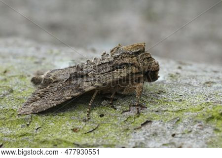 Detailed Closeup On The Large Dark Arches, Owlet Moth, Apamea Monoglypha Sitting On Wood