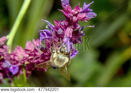 Honey Bee Collecting Pollen On Purple Salvia Flowers, Close Up