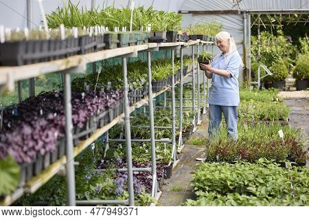 Retired Senior Woman Working Part Time Job In Garden Centre Checking Plants In Greenhouse Or Polytun