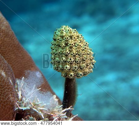 Oxycorynia Fascicularis Also Known As Stalked Green Ascidian Boracay Island Philippines