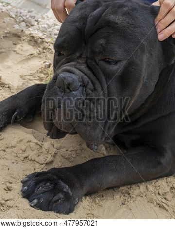 Black Dog Cane Corso Laying On Sand And Enloying Time With His Owner