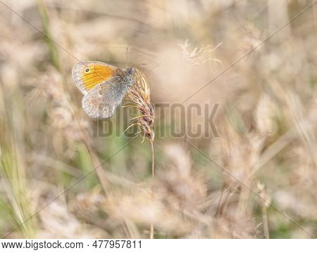 Small Heath Butterfly, Coenonympha Pamphilus, In A Field