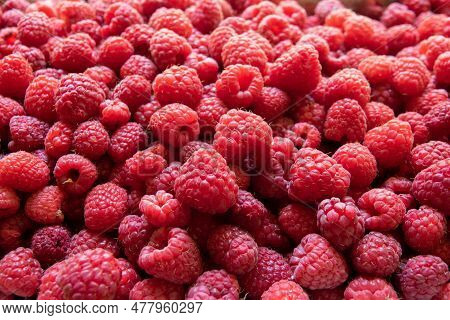 Background Of Fresh Sweet Red Raspberries Arranged Close-up. Raspberry Fruit Background