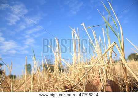 rice field after reap and the second life are growing up