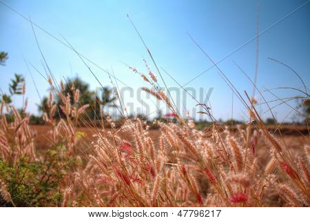 grass side road in winter season,it quite beautiful when look at it