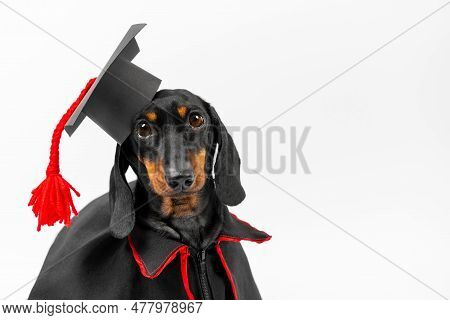 Portrait Of Pensive Small Dog In Mortarboard With Tassel, Black Mantle On A White Background. Puppy 