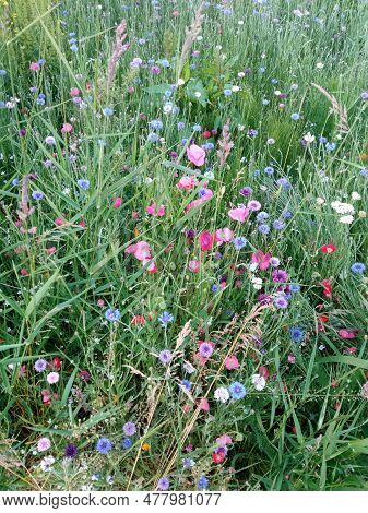 Purple And Blue Cornflowers, Red And Pink Poppies And Green Turfgrass Along Railway Greenway Trail I