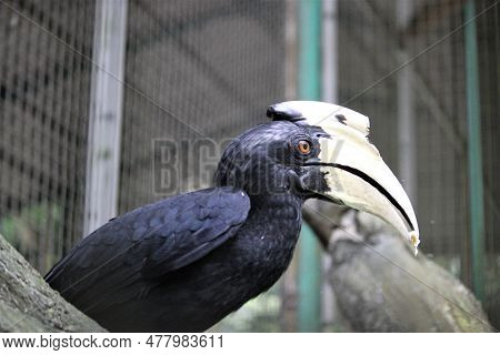 Bucerotiformes Birds In The Zoo With Animals Theme