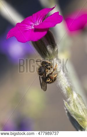 Close-up Of A Wool Carder Bee (anthidium Manicatum) On Rose Campion (lychnis Coronaria)