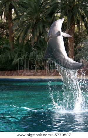 Dolphin in Flight