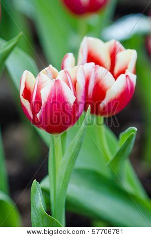Colorful Tulips Flower