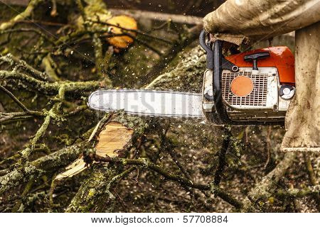 Man Sawing A Log In His Back Yard