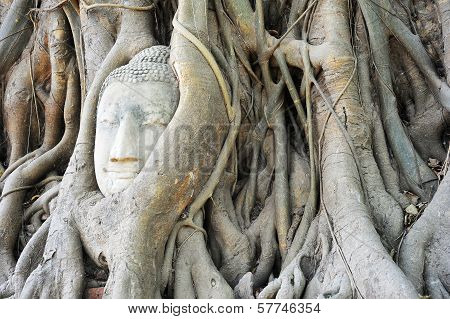 Budda Head