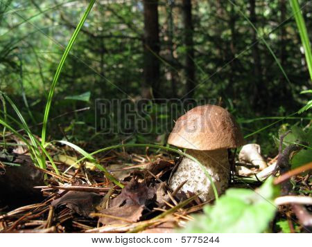 Tapa marrón Boletus