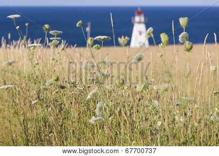 Cape Tryon Lighthouse, Prince Edward Island and grain field.  Viewed through Queen Anne's Lace.