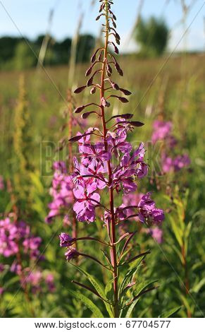 Wild Flower Of Willow-herb In The Evening Field
