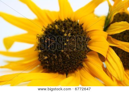 Girasole