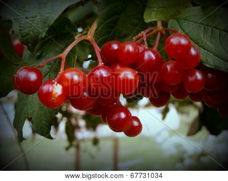 red viburnum