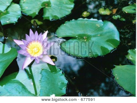 Water Lily