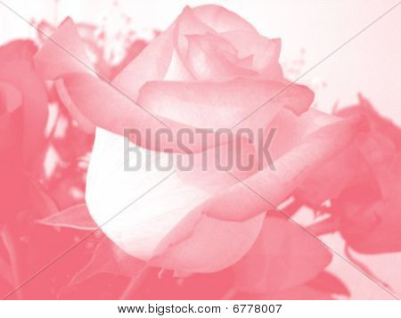 Rose Rose