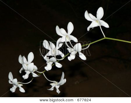 ดอกไม้
