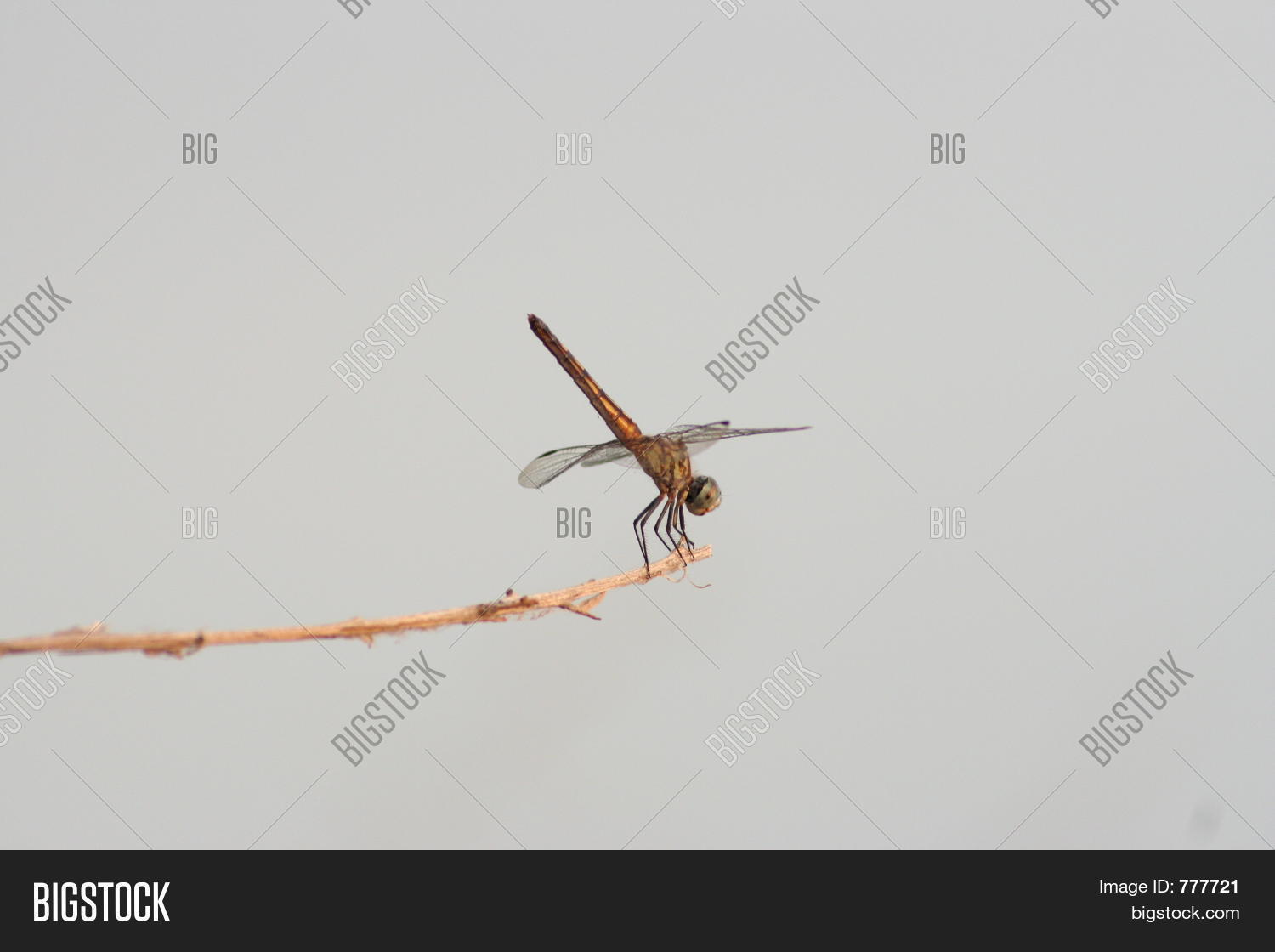 Image Preview