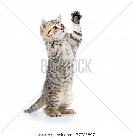 playful funny kitten looking up. isolated on white background