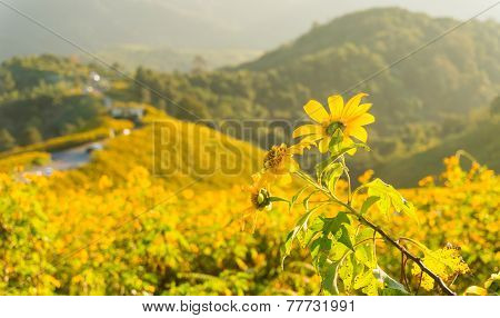 Tree Marigold With Tung Bua Tong Background