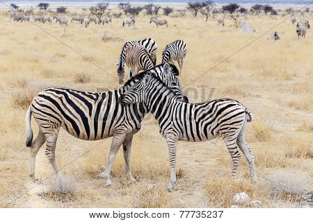 Zebra Foal With Mother In African Bush