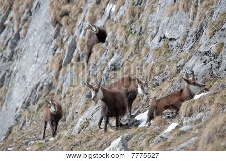 Gregge di capre di montagna
