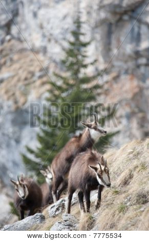 Capre di montagna