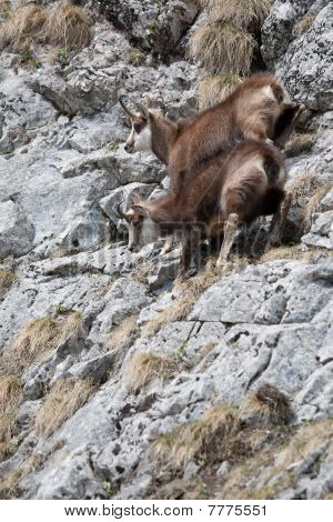 Una coppia di capre di montagna