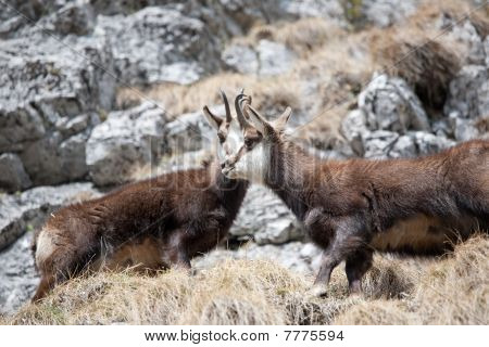 Una coppia di capre di montagna