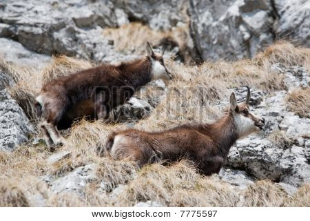 Una coppia di capre di montagna