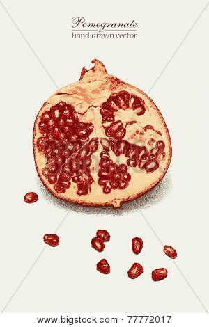 Photo realistic hand drawn vector pomegranate. No meshes, no gradients. Hand-drawn graphic vector eps8, color version