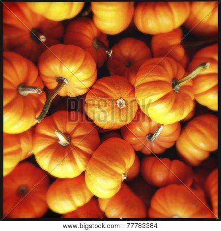 Pumpkin Patch