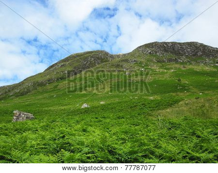 Scottish Mountains Covered In Fern