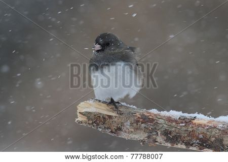 Junco On A Branch In A Snow Storm
