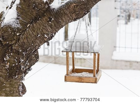 the winter-bird's of a feeding trough