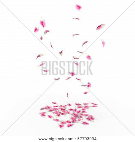 Tulip Petals Fall To The Floor