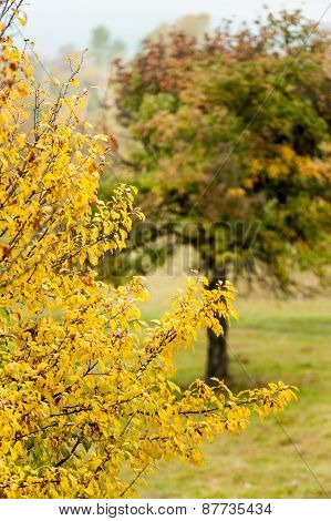 Autumn trees