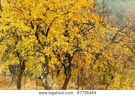 Autumn