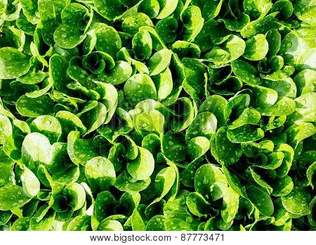 Green Leaves Salad In The Garden Of The Home Garden