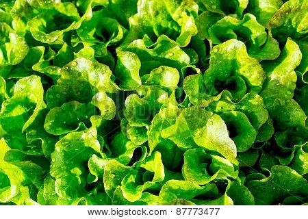 Green Salad Leaves In The Garden Of Farmer
